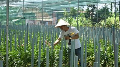 Quảng Nam: Quản lý sức khỏe cây trồng, phát triển nông nghiệp bền vững