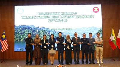 Các nước ASEAN hỗ trợ lẫn nhau quản lý rừng bền vững
