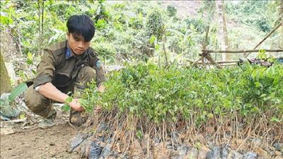 Quảng Nam sẽ trồng mới hơn 10 triệu cây xanh trong năm 2023 