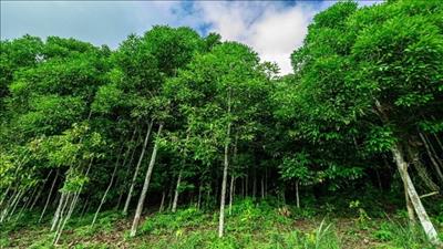 Lào Cai: Đẩy mạnh phát triển cây quế theo hướng hữu cơ