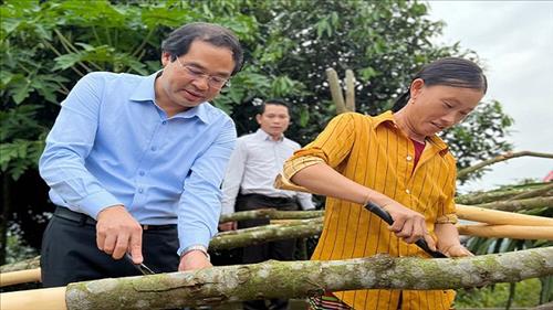 Phát triển bền vững chuỗi giá trị cây quế ở Lào Cai