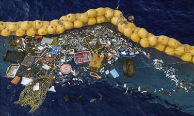 Rác thải nhựa trên đại dương là tổ cho nhiều sinh vật