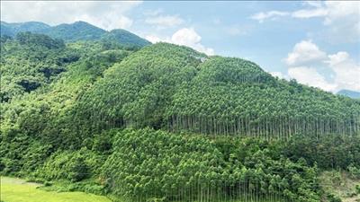 Tiếp tục quản lý, bảo vệ và phát triển rừng khu vực Bắc Trung Bộ