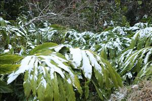 Triển khai ứng phó với mưa lớn, rét đậm, rét hại