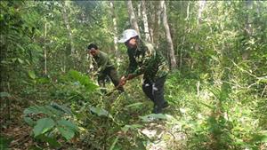 Điều chỉnh kế hoạch thu, chi tiền dịch vụ môi trường rừng tại tỉnh Đắk Nông