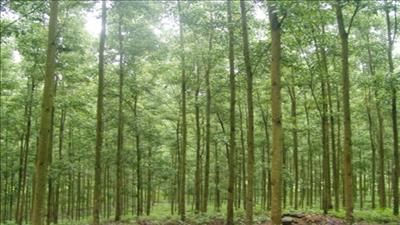 Trồng rừng gỗ lớn giúp phát triển kinh tế hiệu quả