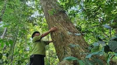 Bình Định phát triển trồng rừng gỗ lớn bền vững