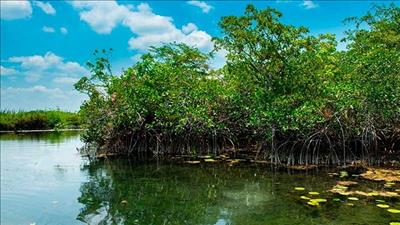 Ưu tiên bảo vệ và phát triển rừng ngập mặn