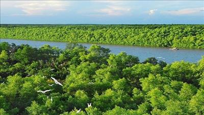 Phát triển thị trường carbon từ rừng ngập mặn tại Việt Nam