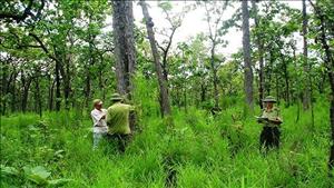 Quản lý rừng bền vững và bảo tồn đa dạng sinh học tại tỉnh Nghệ An