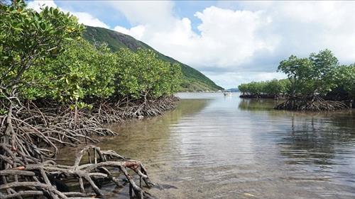 Ninh Thuận bảo vệ và phát triển diện tích rừng phòng hộ, đặc dụng ven biển