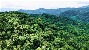 Khai thác tiềm năng tín chỉ carbon rừng tại Quảng Nam