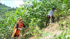 Xuất cấp gạo hỗ trợ nhân dân tự nguyện nhận trồng chăm sóc, bảo vệ rừng tại Thanh Hóa