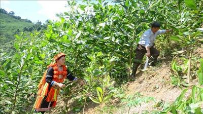 Xuất cấp gạo hỗ trợ nhân dân tự nguyện nhận trồng chăm sóc, bảo vệ rừng tại Thanh Hóa
