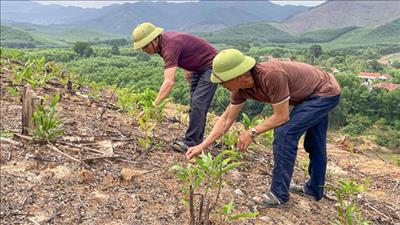 Quảng Bình tiếp tục đẩy mạnh trồng rừng sản xuất