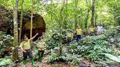 Quản lý, bảo vệ và phát triển rừng bền vững trên địa bàn tỉnh Tuyên Quang
