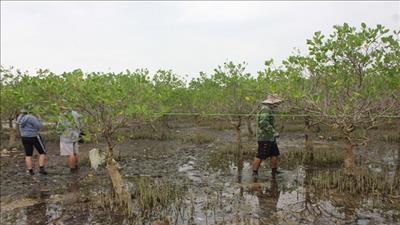Nỗ lực phát triển rừng ven biển, rừng ngập mặn