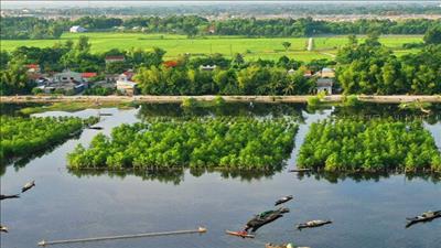 Thừa Thiên Huế yêu cầu các huyện, thành phố quản lý và sử dụng rừng bền vững