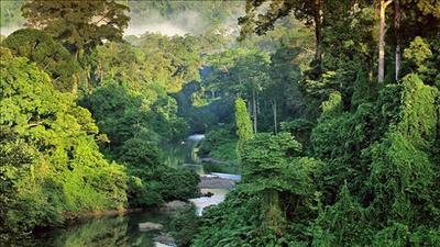 Phát triển giá trị đa dụng của hệ sinh thái rừng 