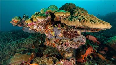 Bộ xương san hô có thể lưu trữ khoảng 20.000 tấn vi hạt nhựa