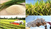 Thủ tướng yêu cầu tăng cường thúc đẩy sản xuất, xuất khẩu gạo