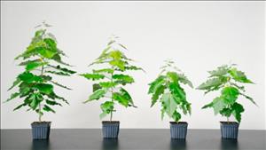 Loại cây mới có thể hấp thu nhiều hơn carbon ngoài môi trường