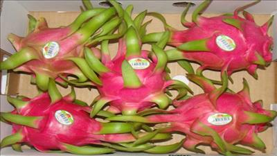 Thanh long ruột tím hồng Việt Nam được ưa chuộng trên thị trường quốc tế