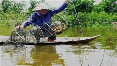 Tiềm năng lớn trong nuôi tôm sinh thái ở Cà Mau