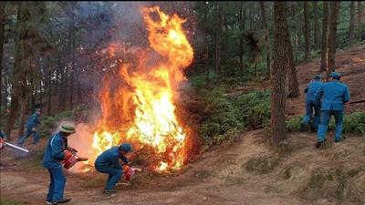 Hà Nội tăng cường bảo vệ và phòng cháy, chữa cháy rừng