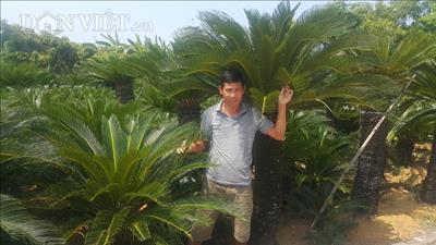 Nam Định: Trồng loài cây chỉ bán lá thôi đã kiếm 10 triệu/tháng
