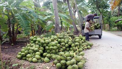 Khảo sát, nâng cao kiến thức về cây dừa cho doanh nghiệp ở Bến Tre