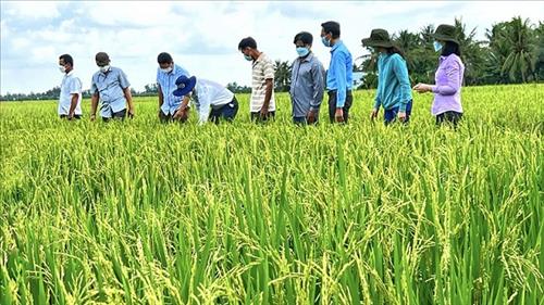 Hỗ trợ An Giang phát triển chuỗi giá trị lúa gạo ứng phó với biến đổi khí hậu