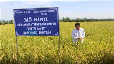 Bình Thuận sản xuất lúa bền vững nhờ phương pháp SRI