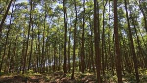 Phú Yên hưởng ứng Tết trồng cây và bảo vệ, phát triển rừng