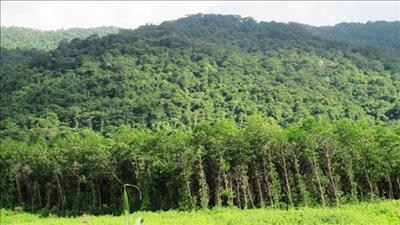 Quảng Bình phấn đấu trồng thêm hơn 10 triệu cây xanh