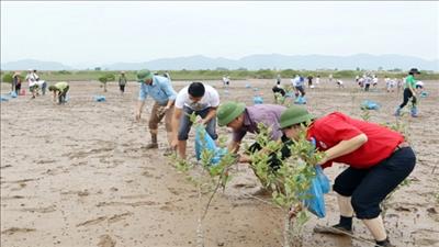 Quảng Ninh khuyến khích người dân phát triển lâm nghiệp bền vững