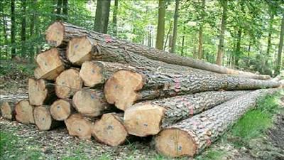 Góp ý đưa ngành gỗ phát triển hiệu quả, bền vững