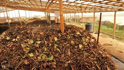 Long An: Tận dụng rác thải hữu cơ phục vụ sản xuất nông nghiệp