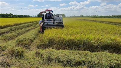 Thúc đẩy sản xuất, xuất khẩu lúa gạo bền vững