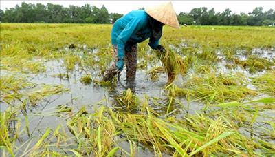 Thái Bình: Lúa và hoa màu bị hư hại nghiêm trọng do bão số 7