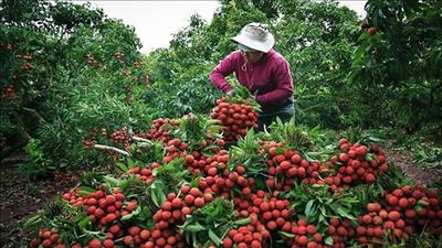 Bắc Giang nâng cao chất lượng nông sản, phát triển nông nghiệp bền vững
