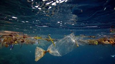 WWF cảnh báo hiểm họa từ ô nhiễm nhựa đại dương