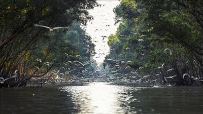 Bảo tồn thiên nhiên, cải thiện hệ sinh thái tại vườn quốc gia Tràm Chim