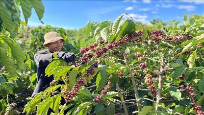 Phát triển vùng sản xuất nông nghiệp bền vững, giảm phát thải 