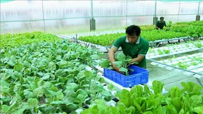 Các tỉnh hướng đến phát triển nông nghiệp hữu cơ