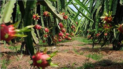 Bình Thuận hướng đến mục tiêu 70% vùng trồng thanh long đạt VietGAP, GlobalGAP