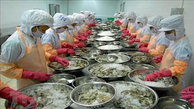 Kỳ vọng ngành xuất khẩu tôm Việt Nam những tháng cuối năm