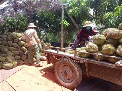 TP Buôn Ma Thuột (Đắk Lắk): Tạo mọi điều kiện thuận lợi cho người dân vận chuyển, tiêu thụ nông sản