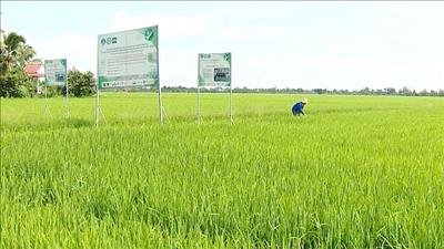 Mở rộng diện tích, hướng đến mục tiêu 1 triệu ha lúa chất lượng cao và phát thải thấp