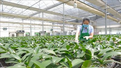 Hợp tác hỗ trợ nông nghiệp bền vững và chống chịu biến đổi khí hậu tại Việt Nam